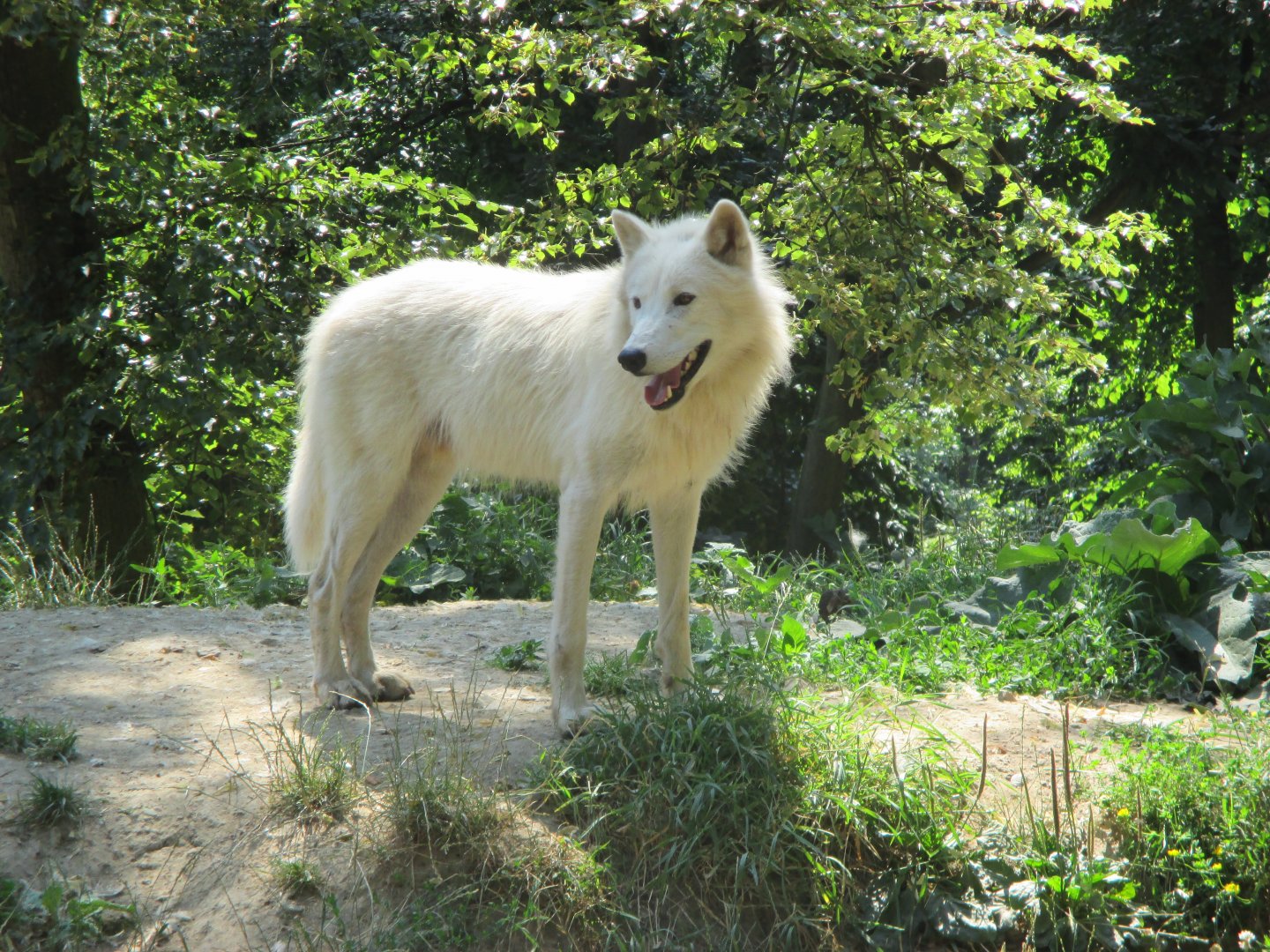 Arctic wolf