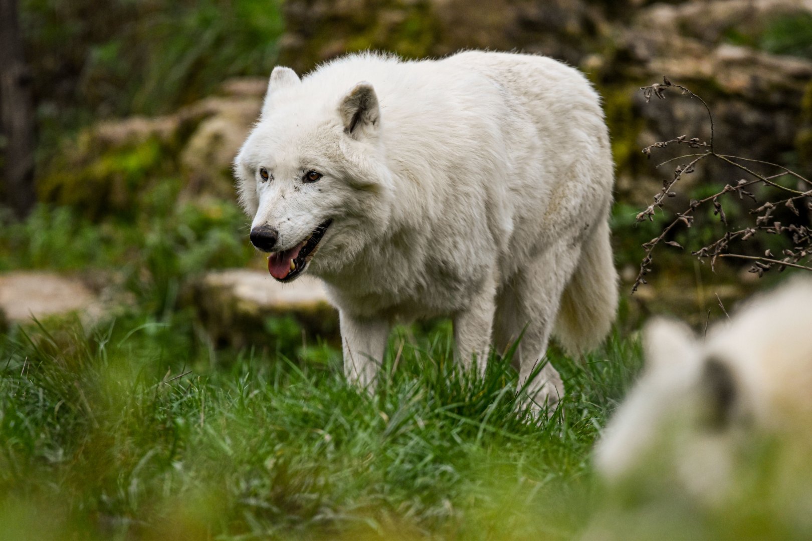 Arctic wolf
