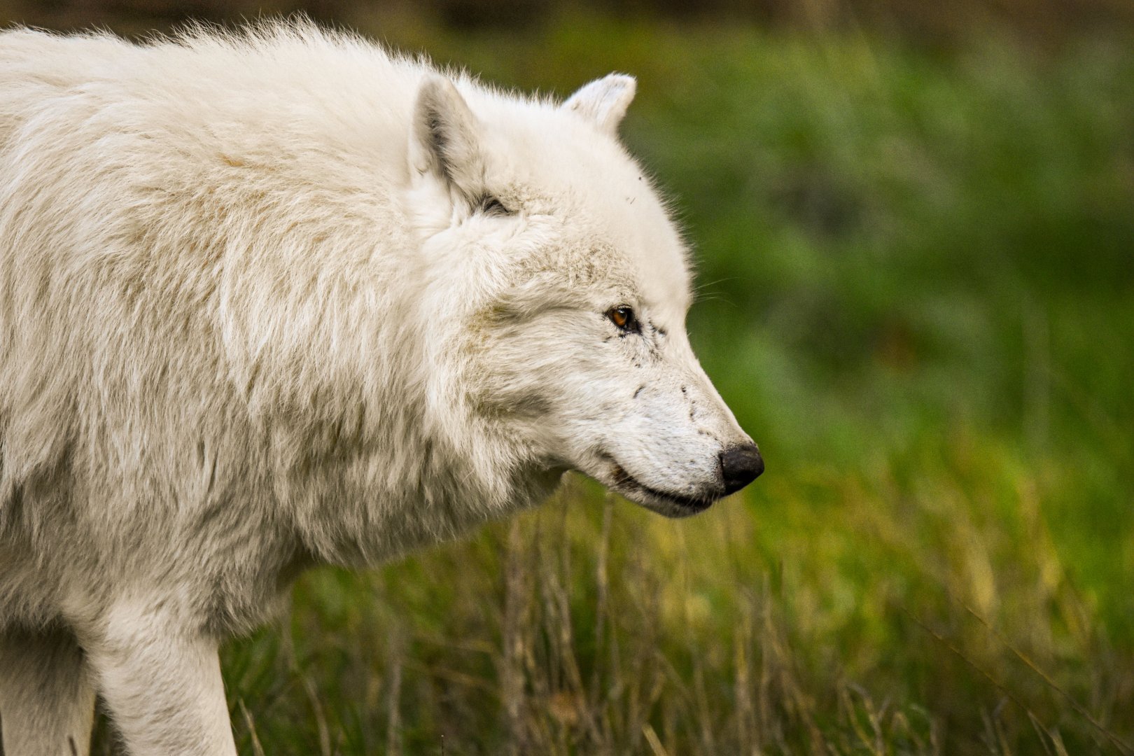 Arctic wolf