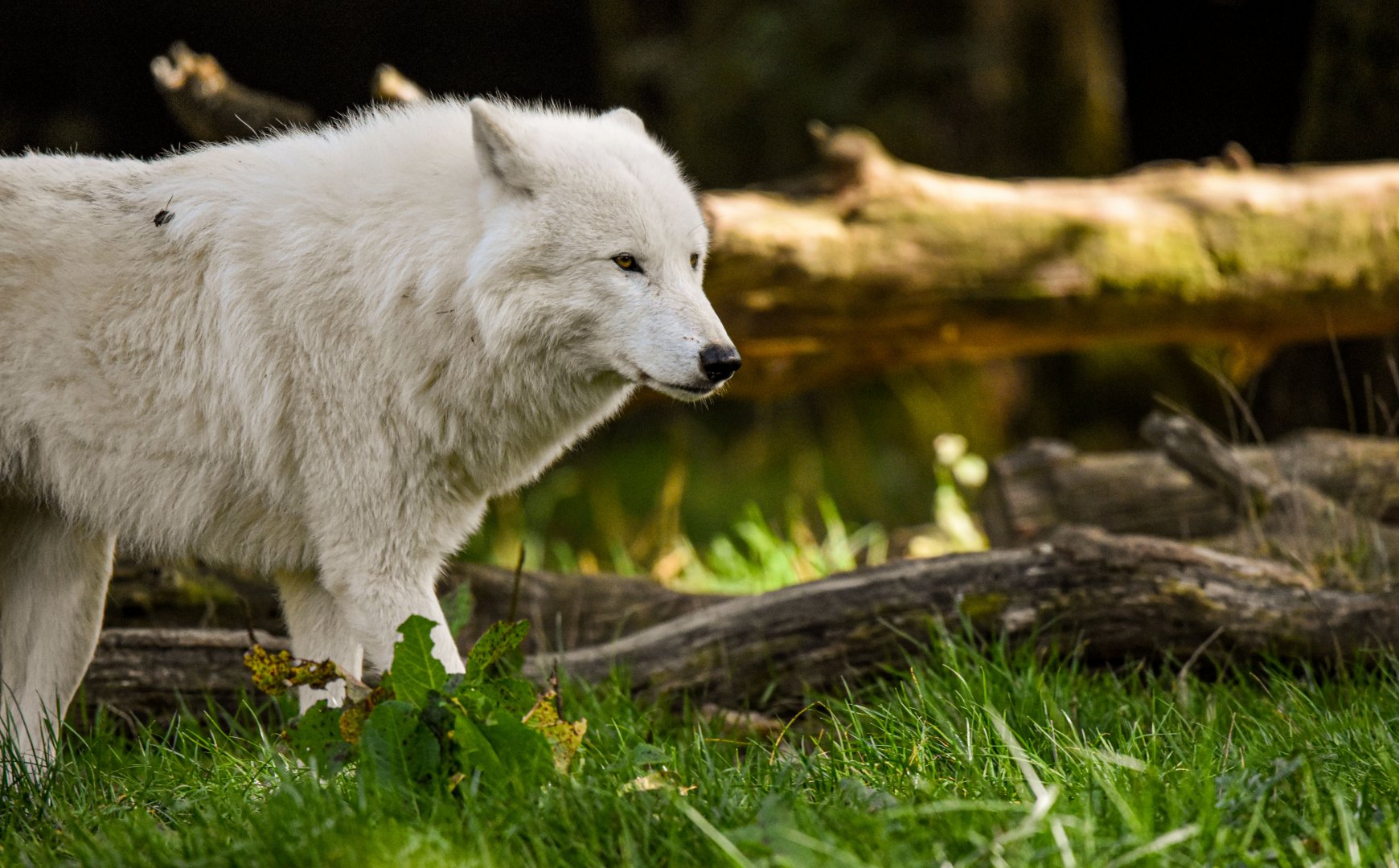 Arctic wolf