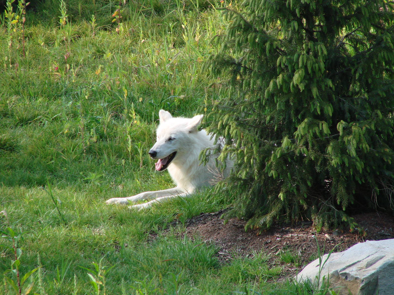 Arctic Wolf