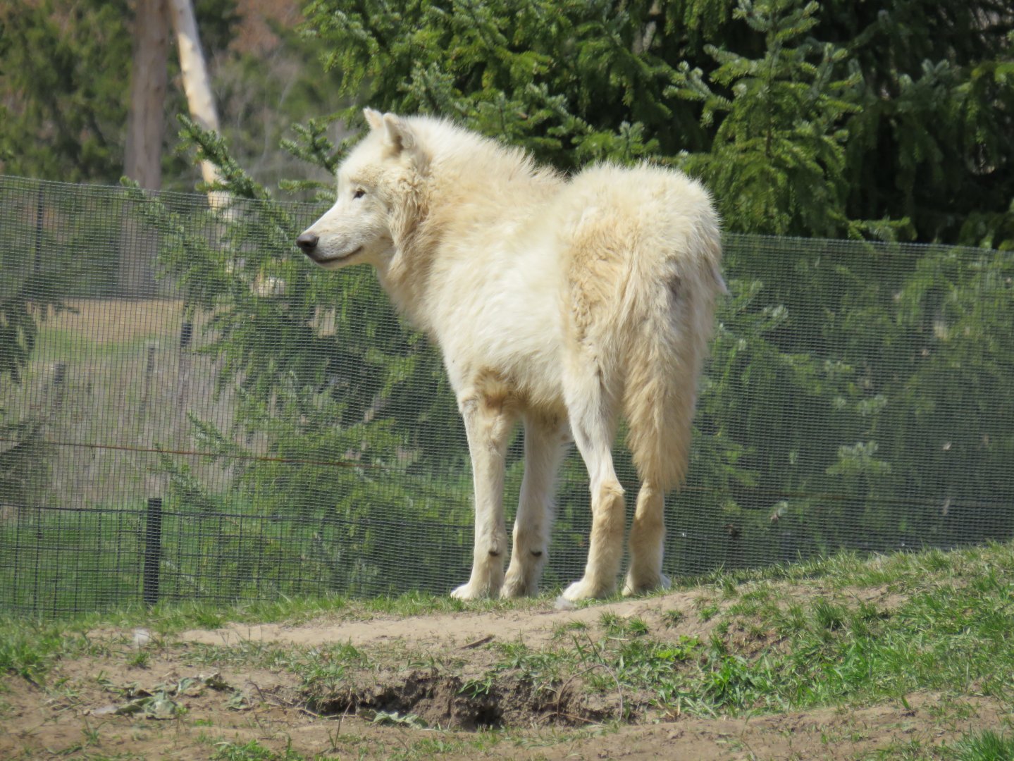 Arctic wolf