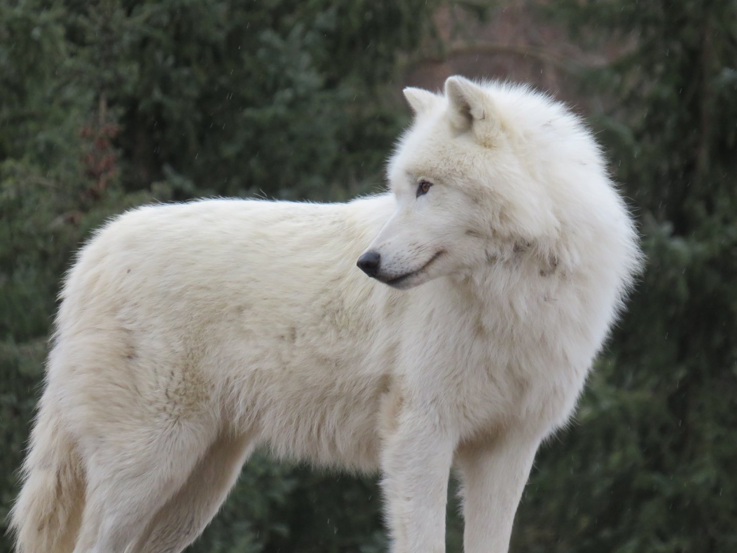Arctic wolf