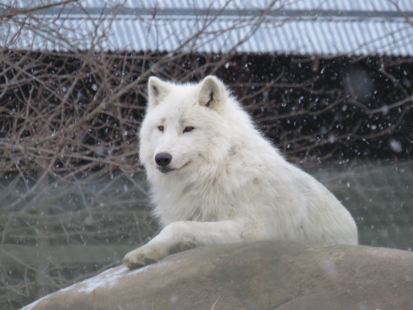 Arctic wolf