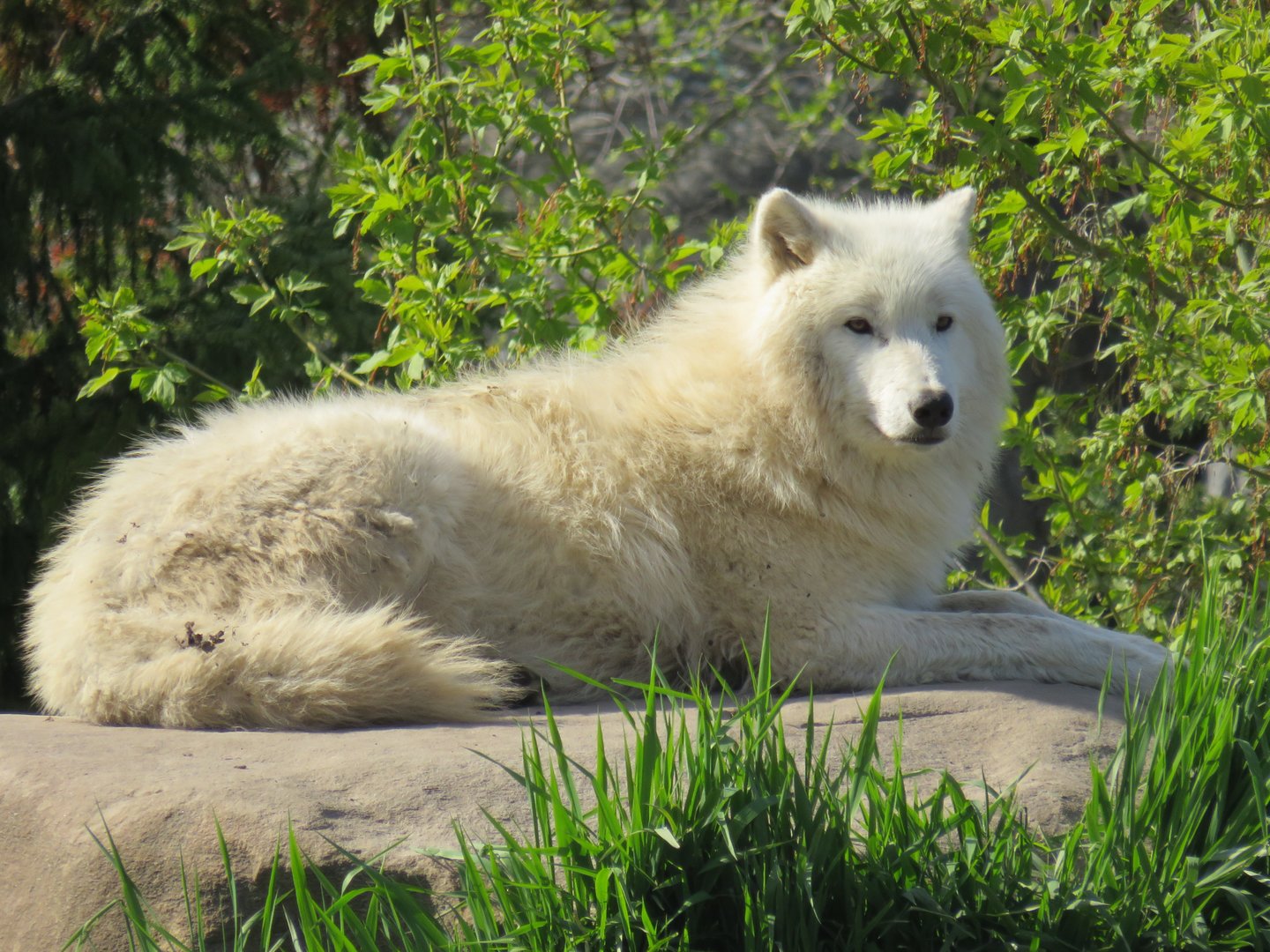 Arctic wolf
