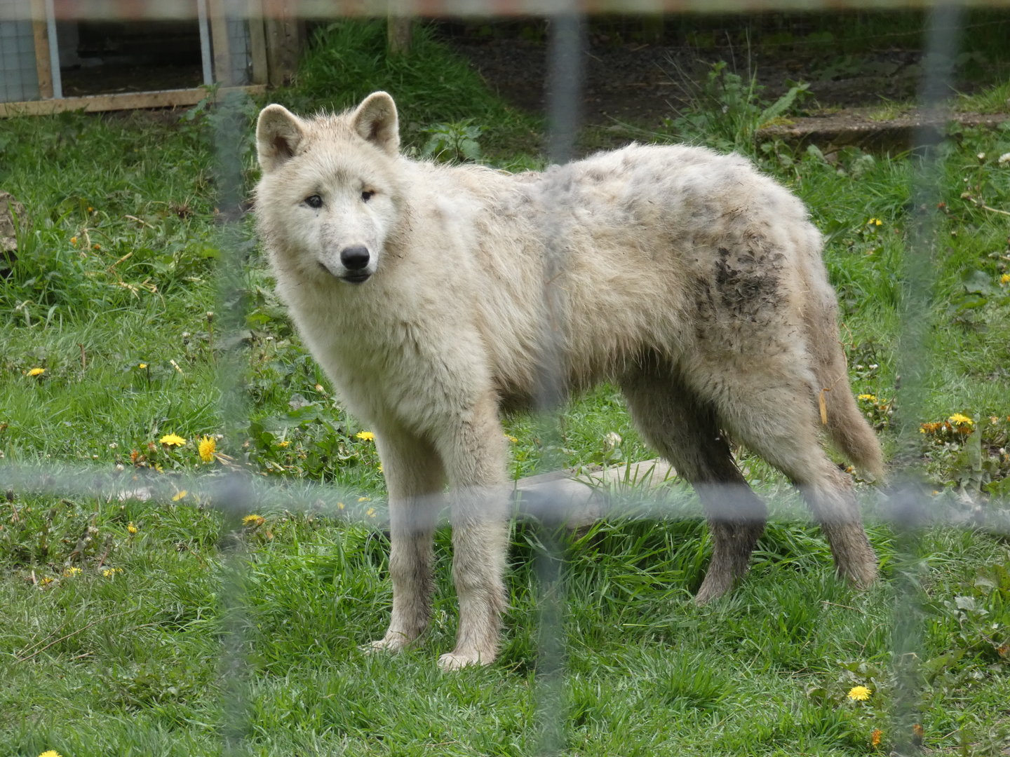 'Arctic' wolf