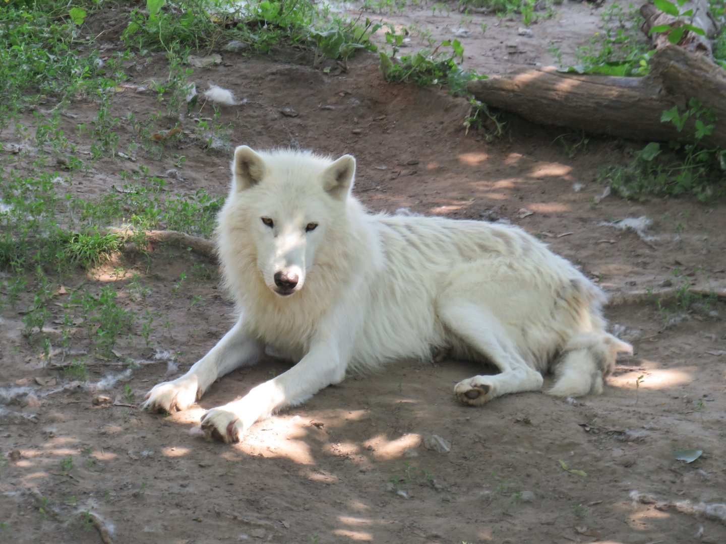 Arctic wolf