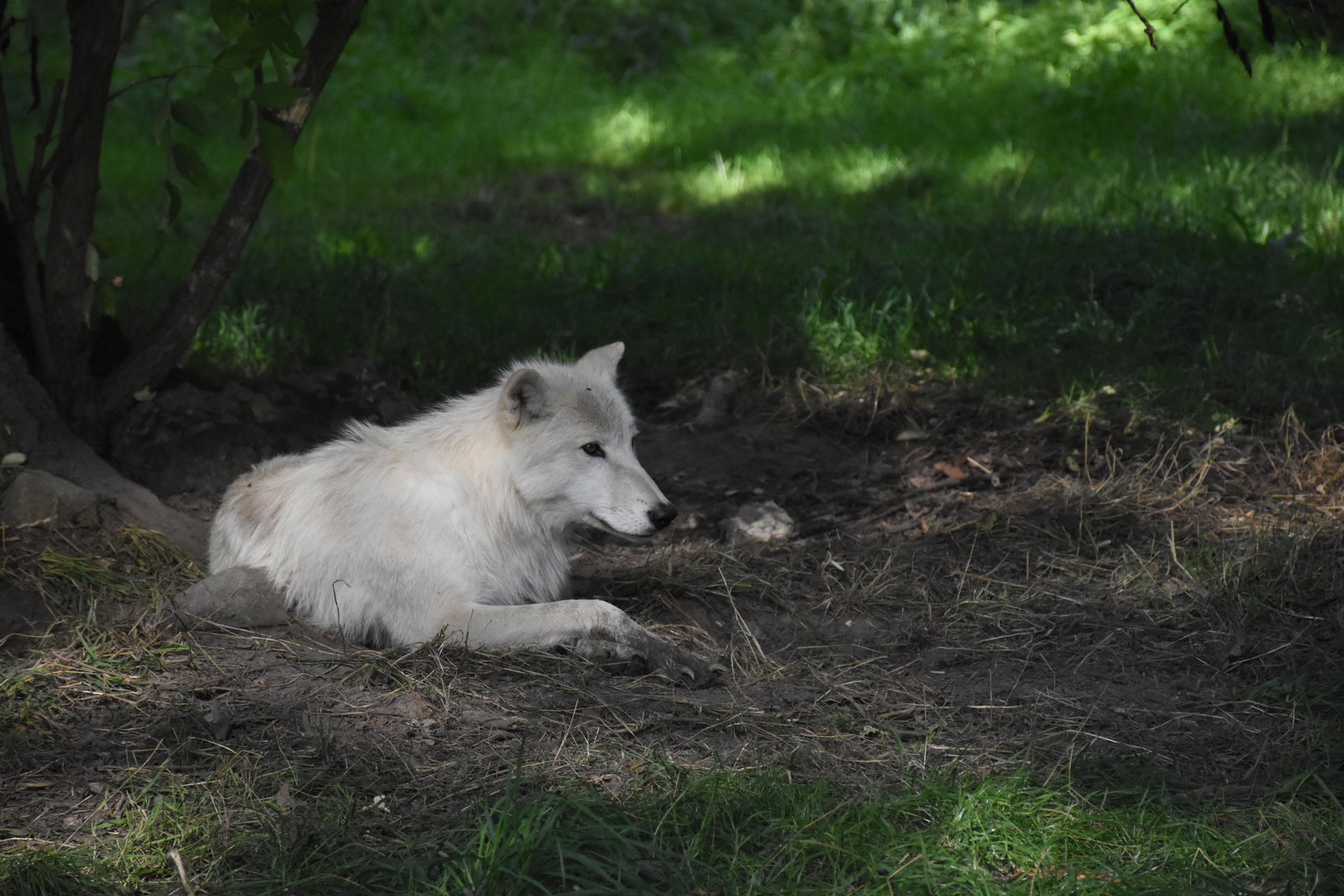 Arctic wolf