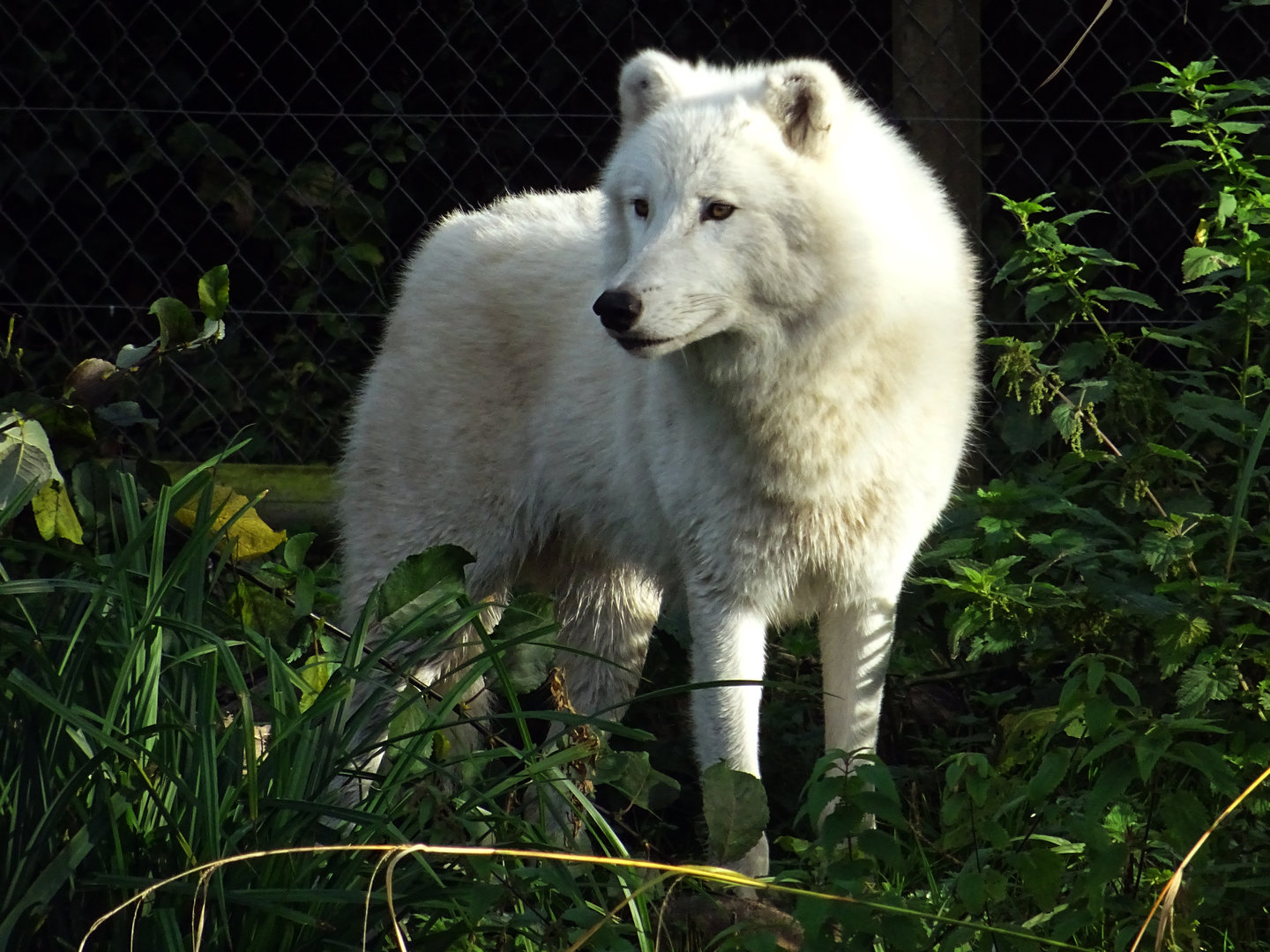 Arctic Wolf