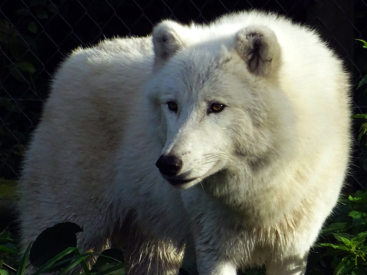 Arctic Wolf