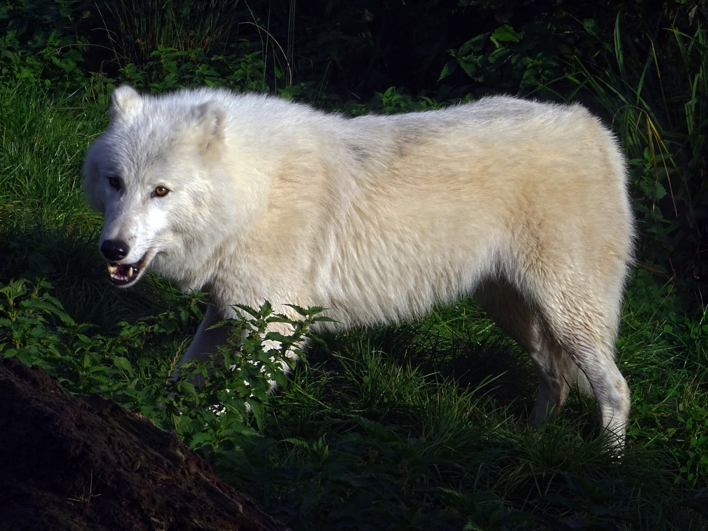 Arctic Wolf