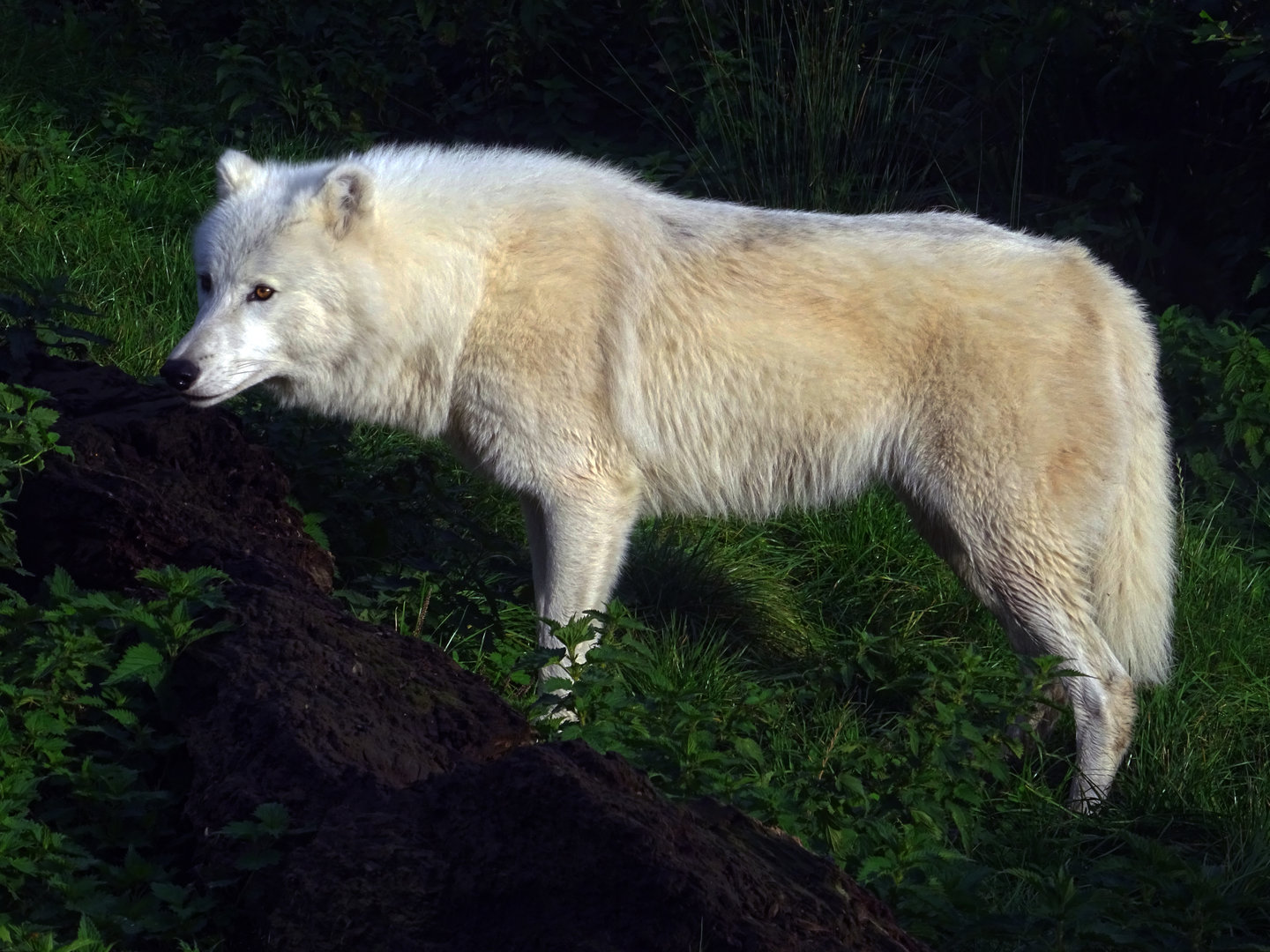 Arctic Wolf