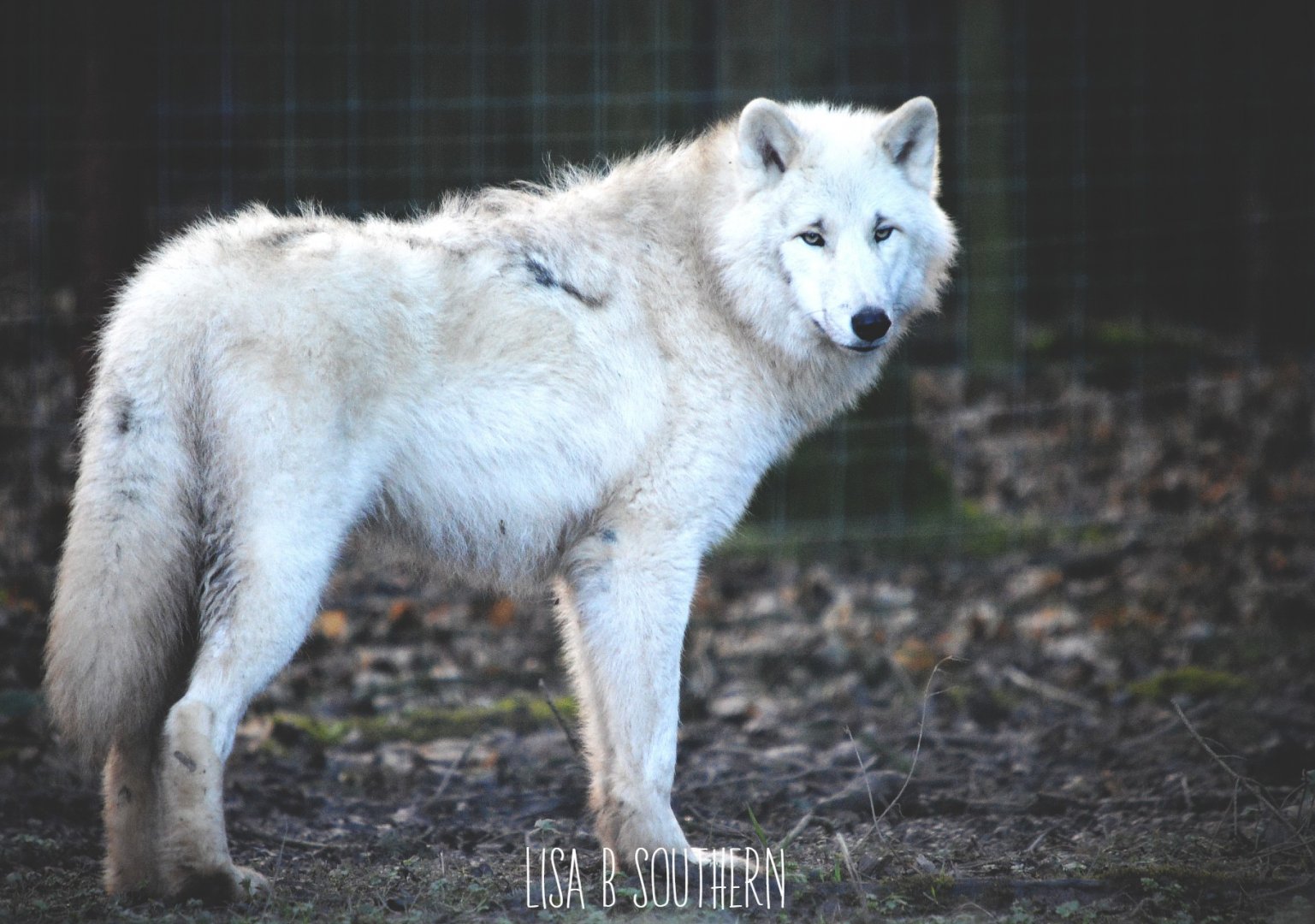 Arctic wolf