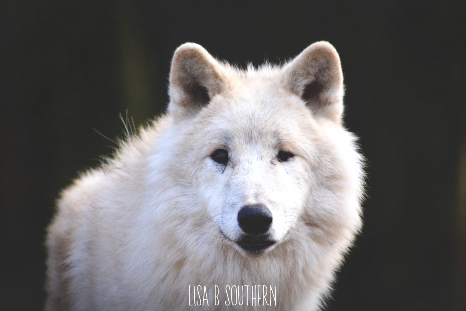 Arctic wolf
