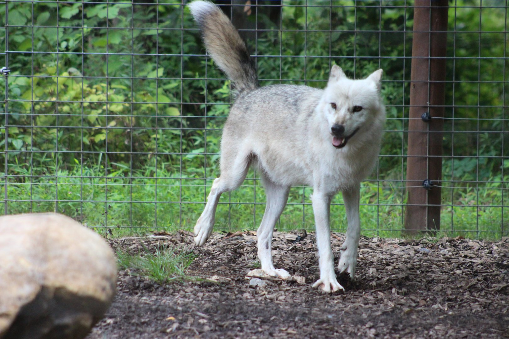 Arctic Wolf