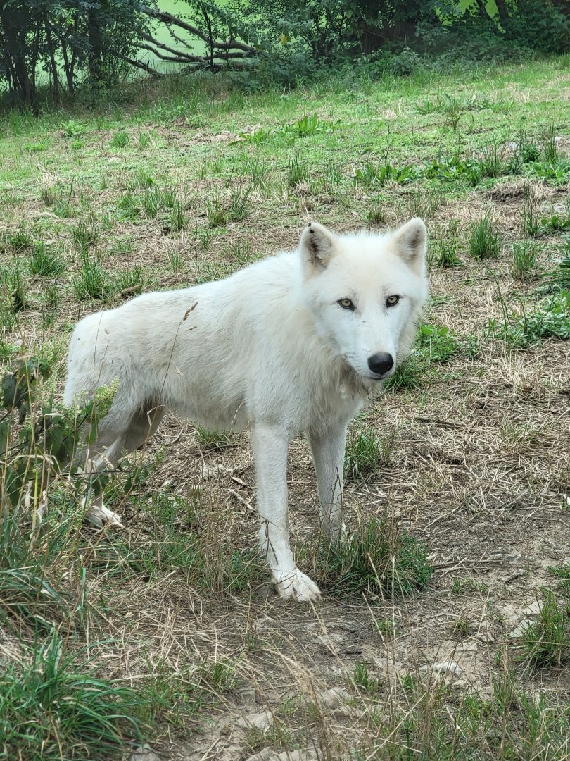 "Arctic" Wolf