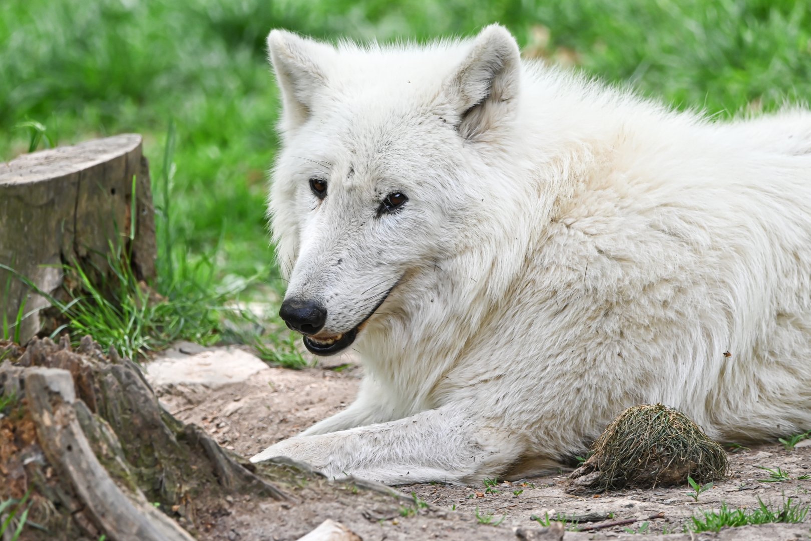 Arctic wolf
