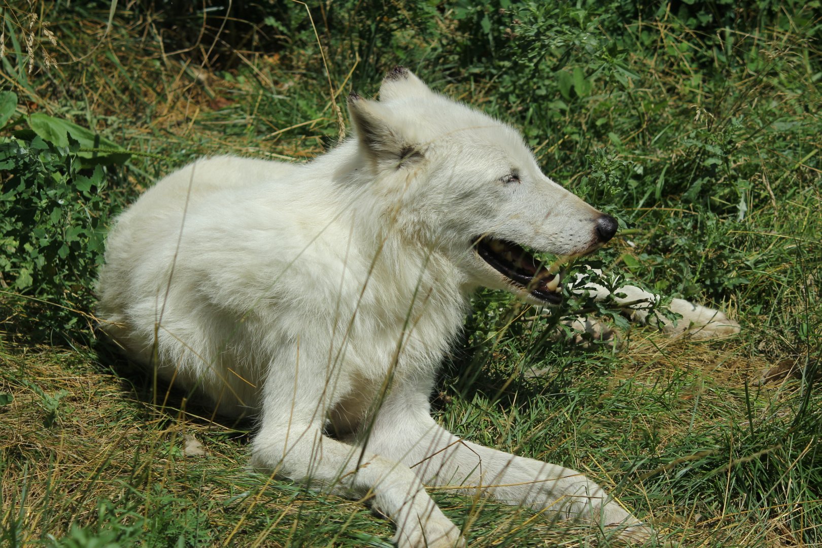 Arctic Wolf