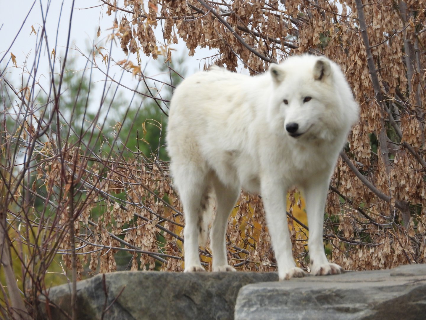 Arctic wolf