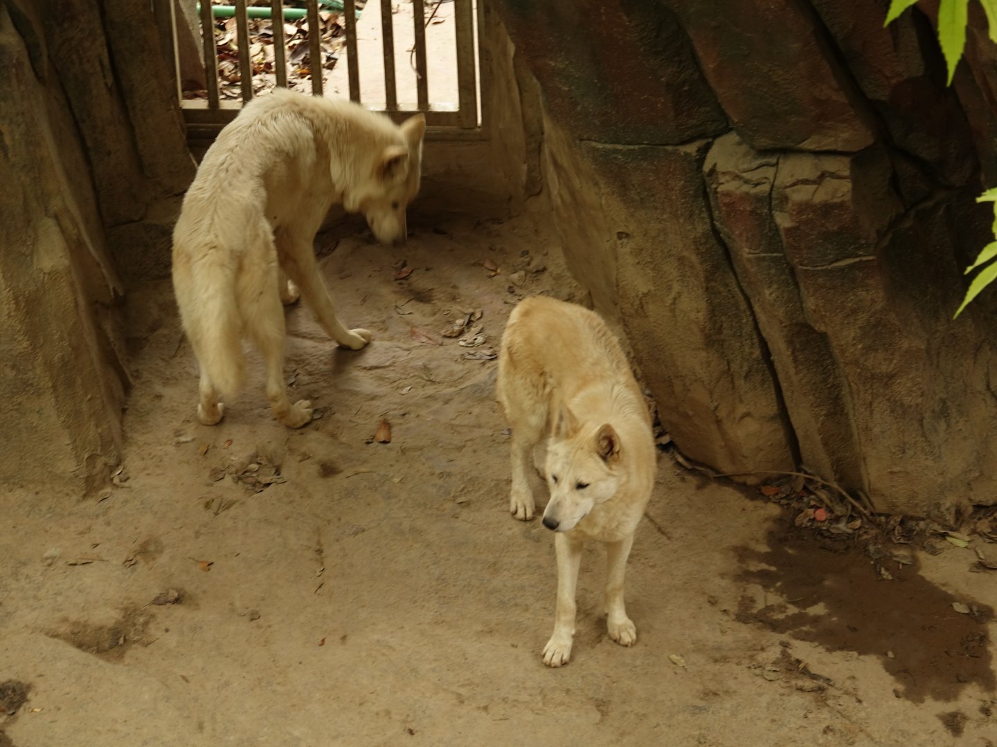 Arctic wolfes (Canis lupus) - 16.04.2019