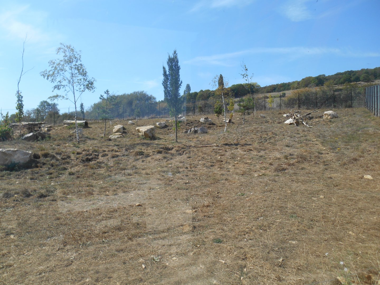 Arctic Wolfs Exhibit