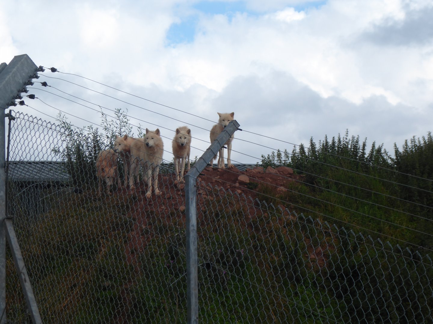 Arctic wolves 020817