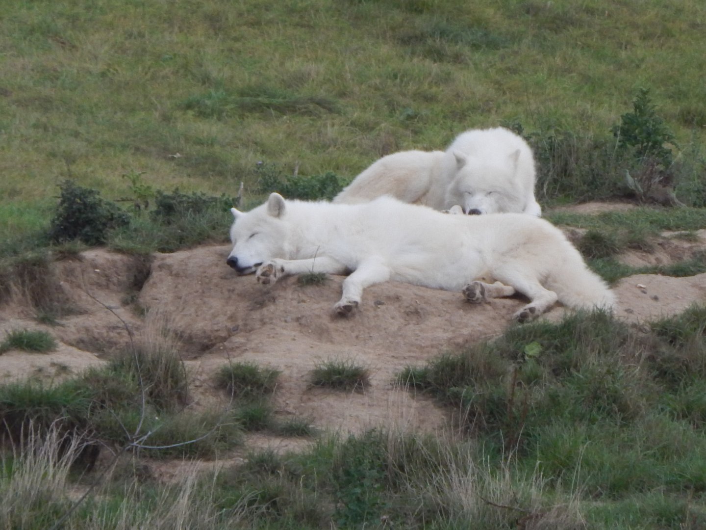 Arctic wolves 130925