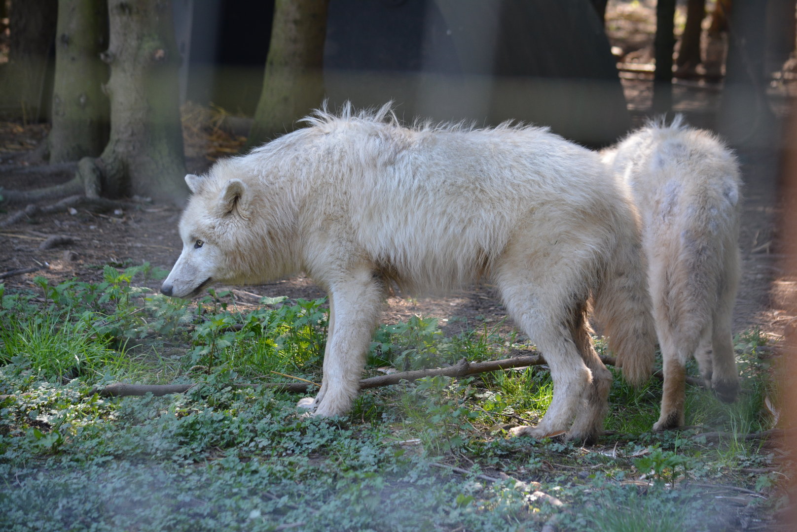 Arctic Wolves 20/04/2023