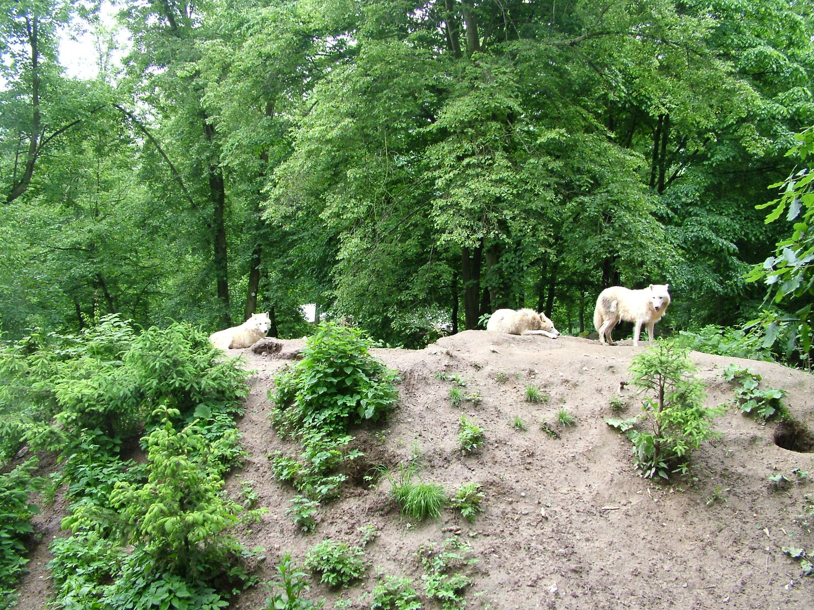 Arctic Wolves at Brno, 27/05/10