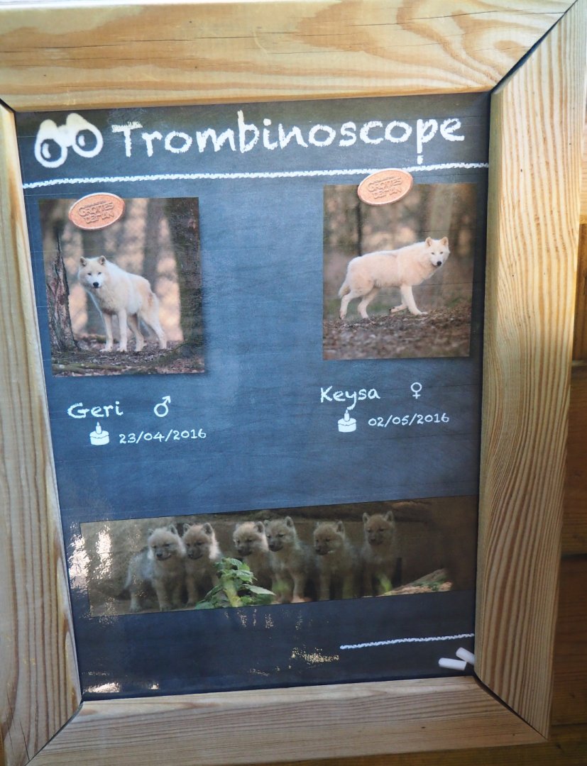 Arctic wolves at Han signage, 2020-07-12