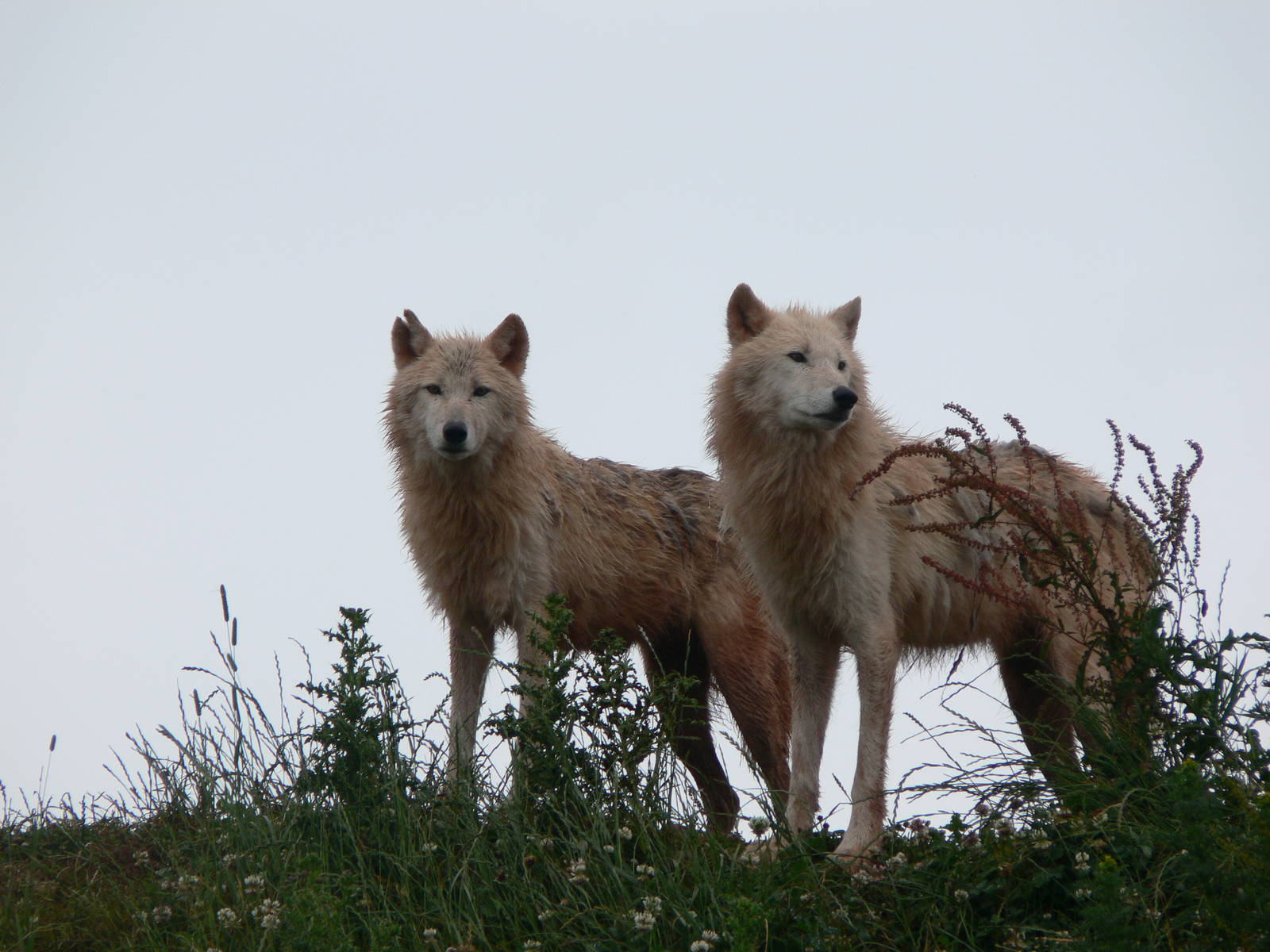 Arctic Wolves at South Lakes, 04/07/14