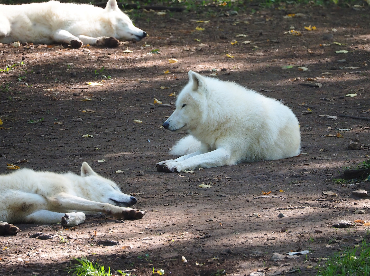 Arctic wolves (Canis lupus), 2023-09-26