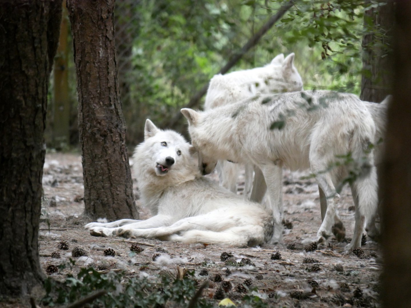 Arctic wolves (Canis lupus arctos) - Legendia Parc