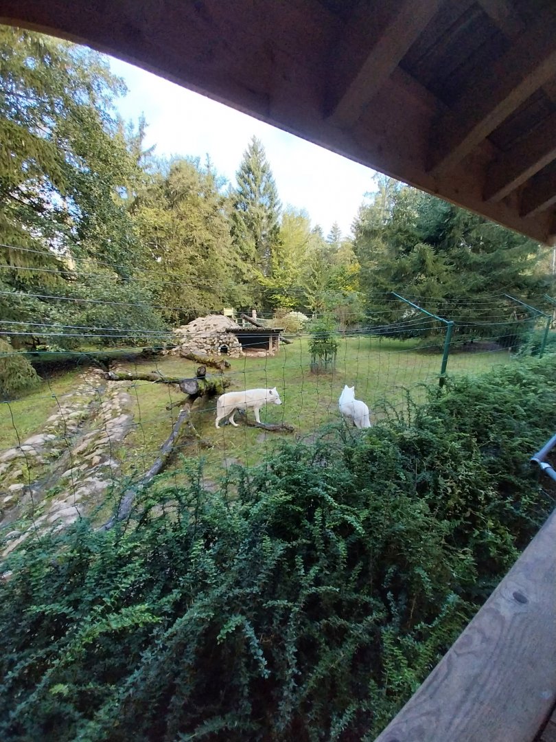 Arctic wolves (Canis lupus)