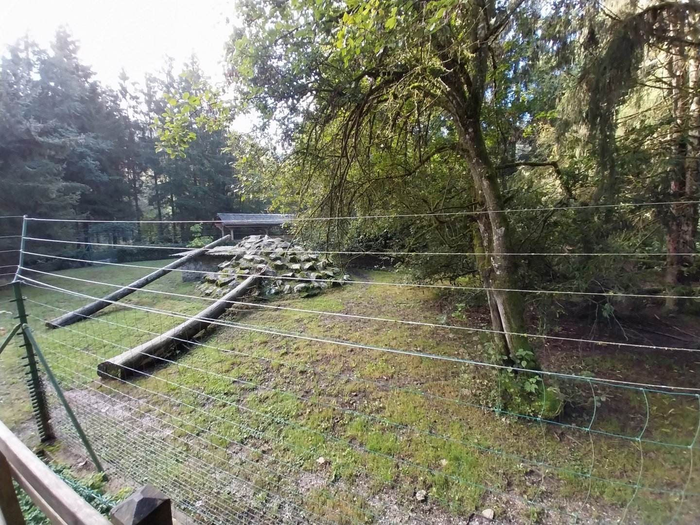 Arctic wolves enclosure