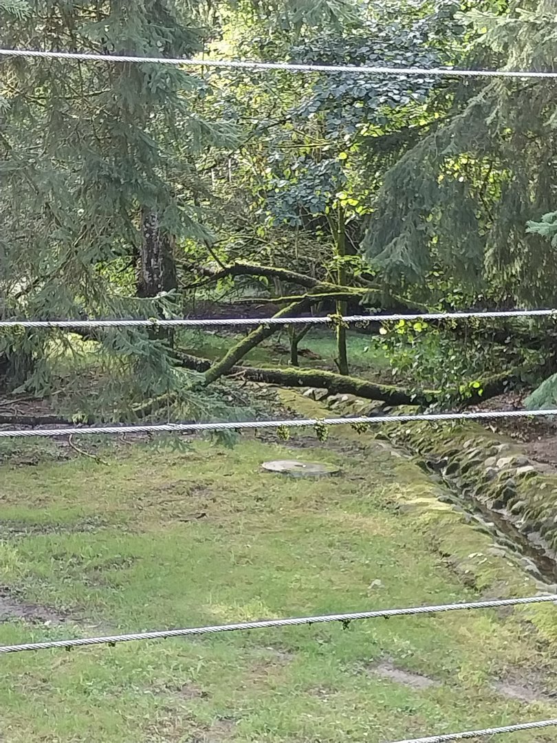 Arctic wolves enclosure