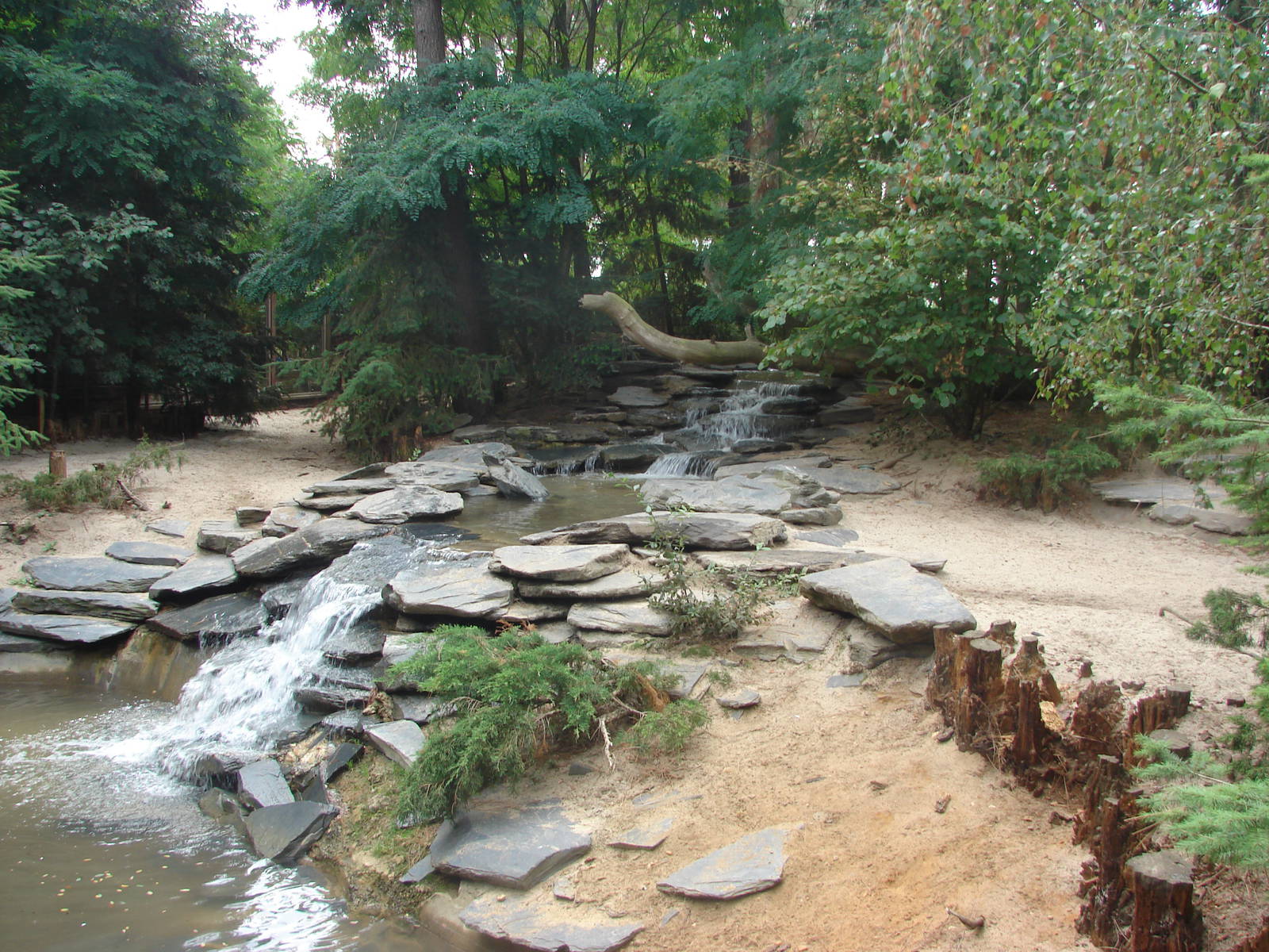 Arctic wolves exhibit