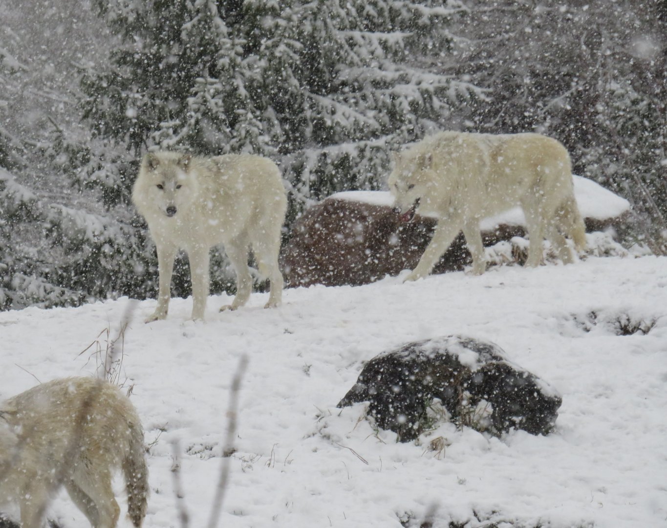 Arctic wolves in the snow
