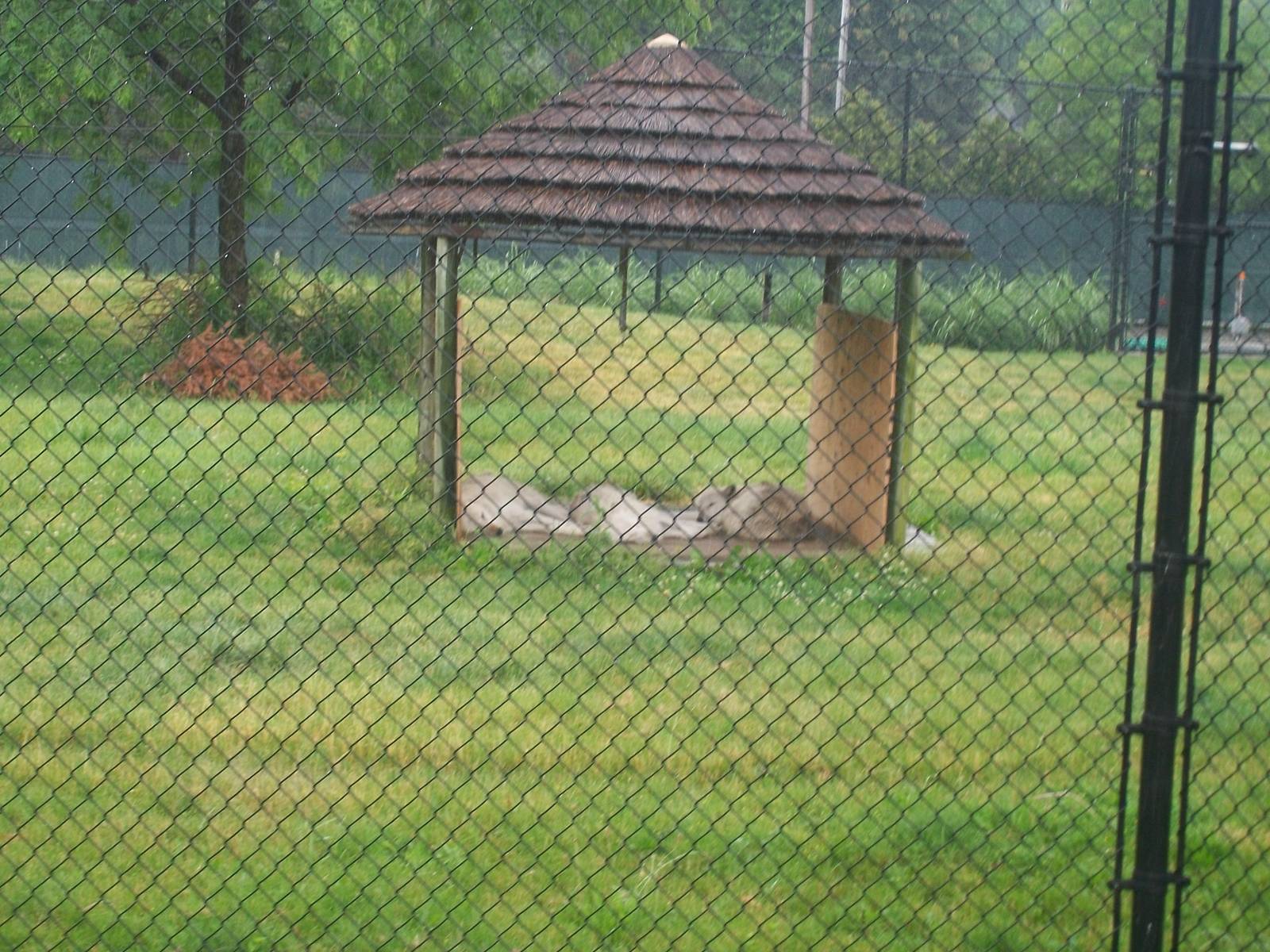 Arctic Wolves(In Wild Dog Exhibit)