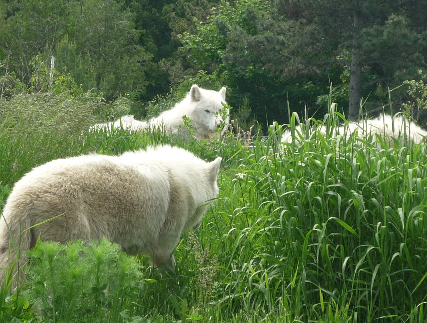 Arctic Wolves