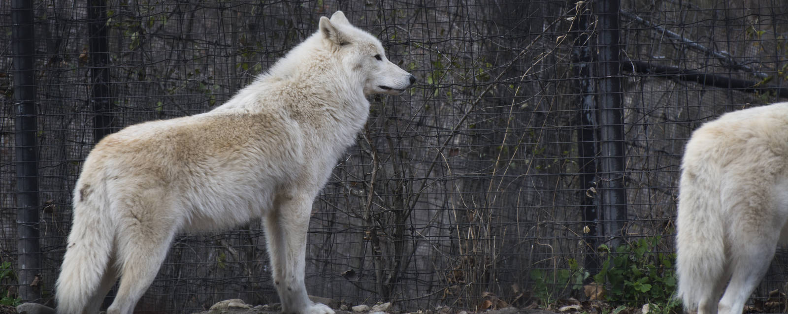 Arctic Wolves