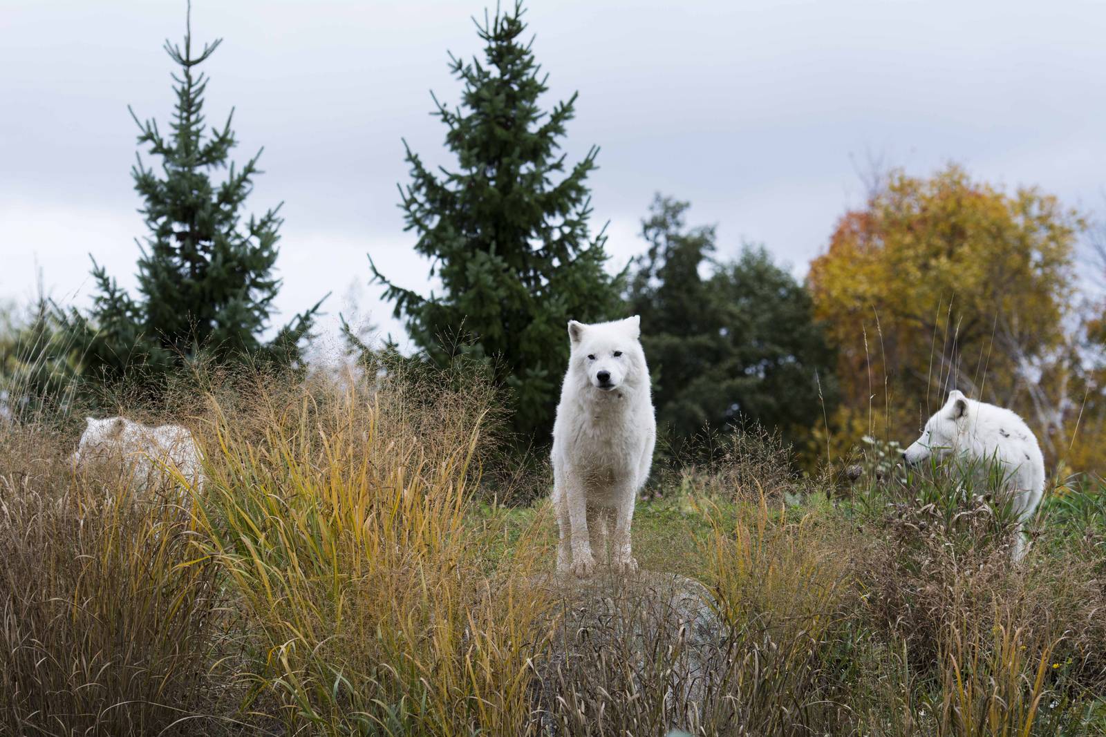 Arctic Wolves