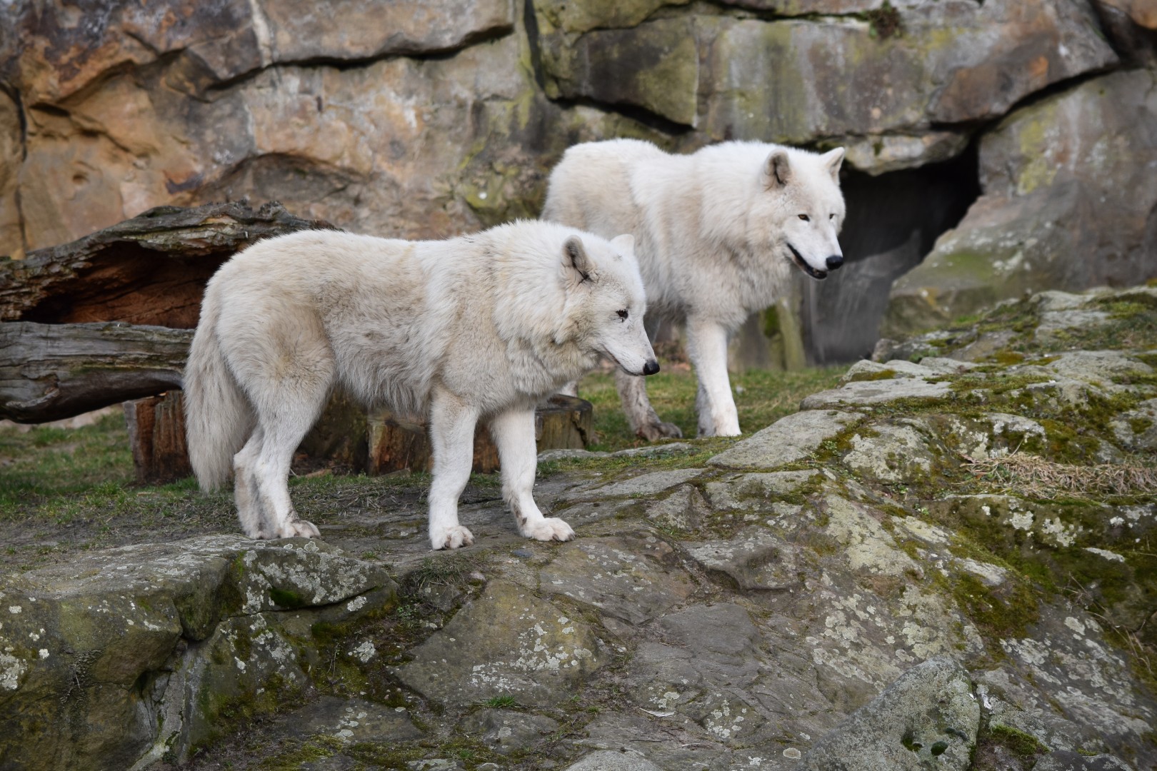 Arctic wolves