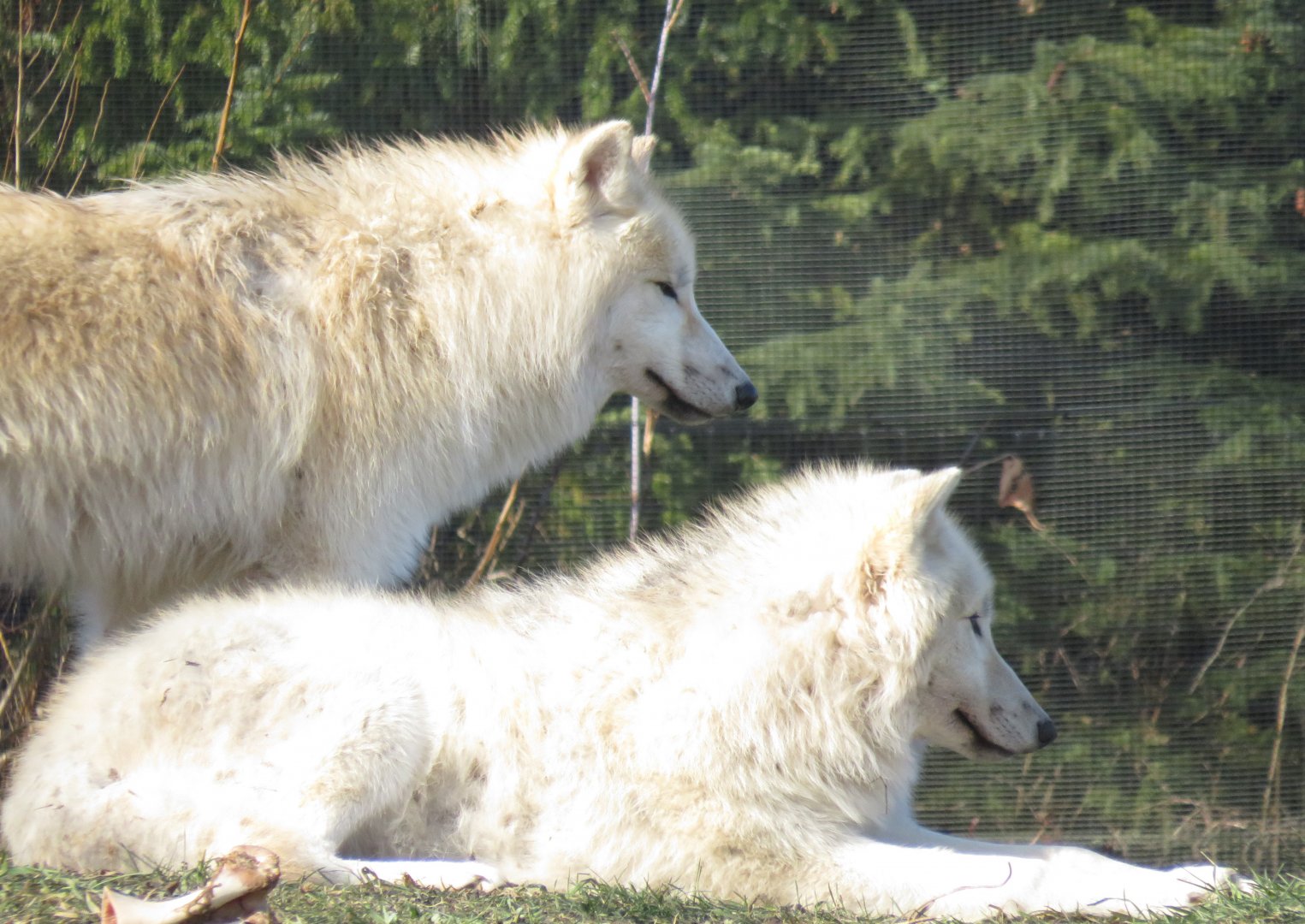 Arctic wolves