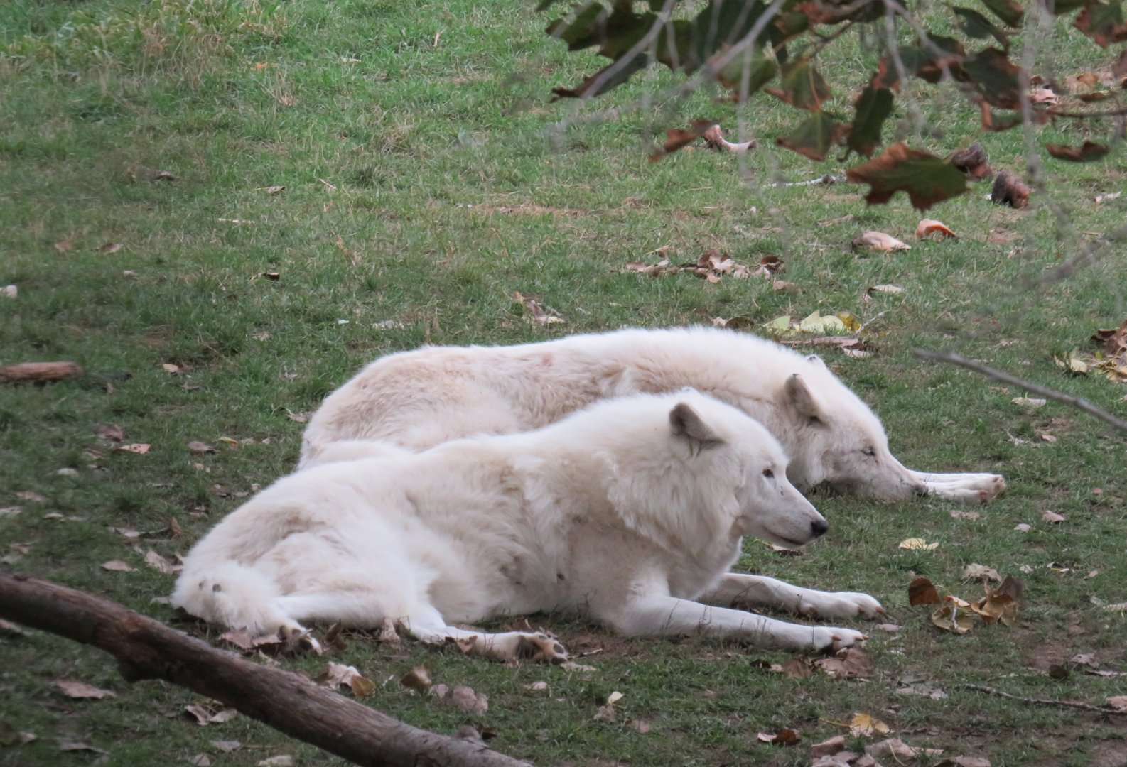 Arctic wolves
