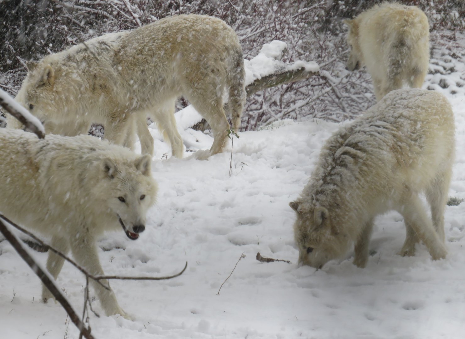 Arctic wolves