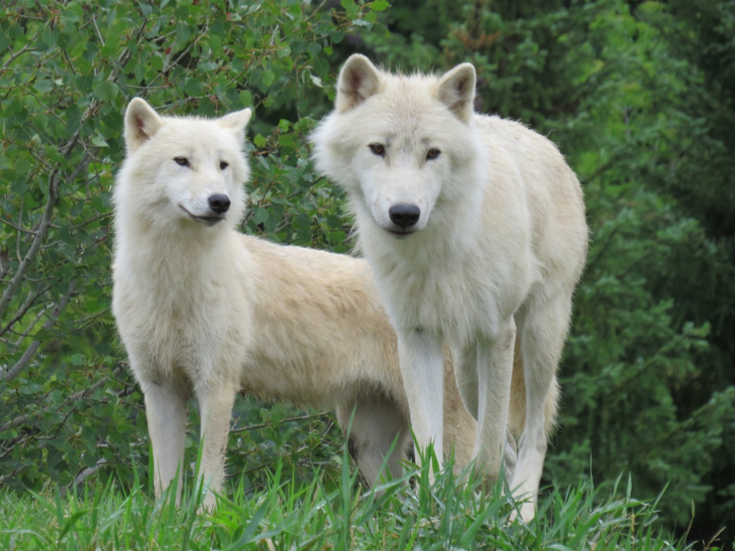 Arctic wolves