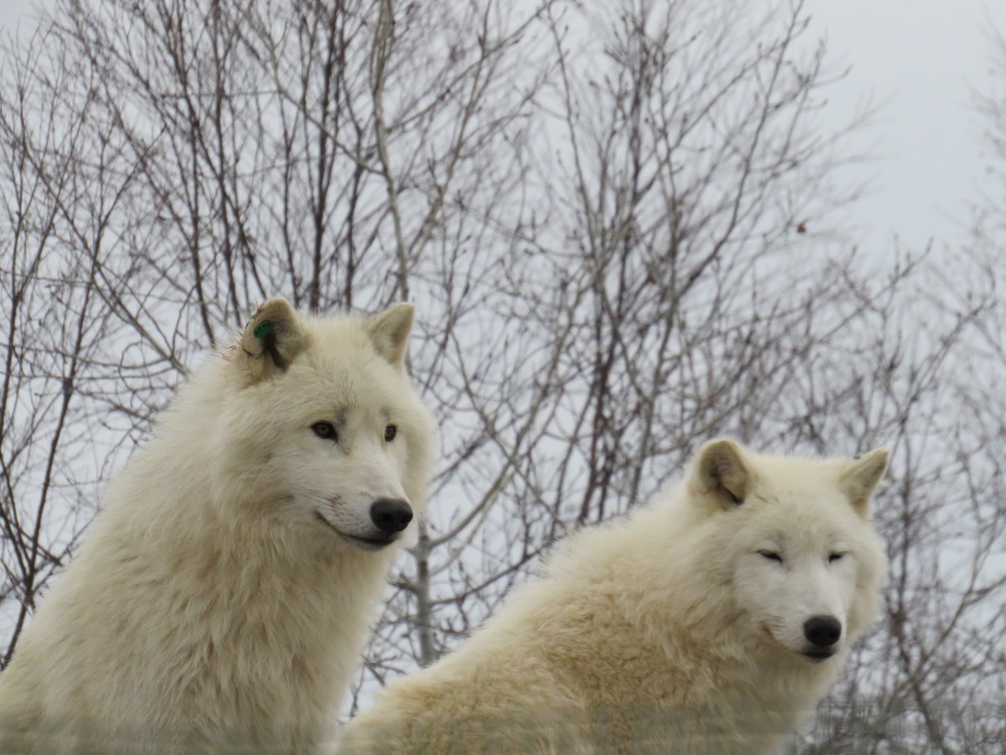 Arctic wolves
