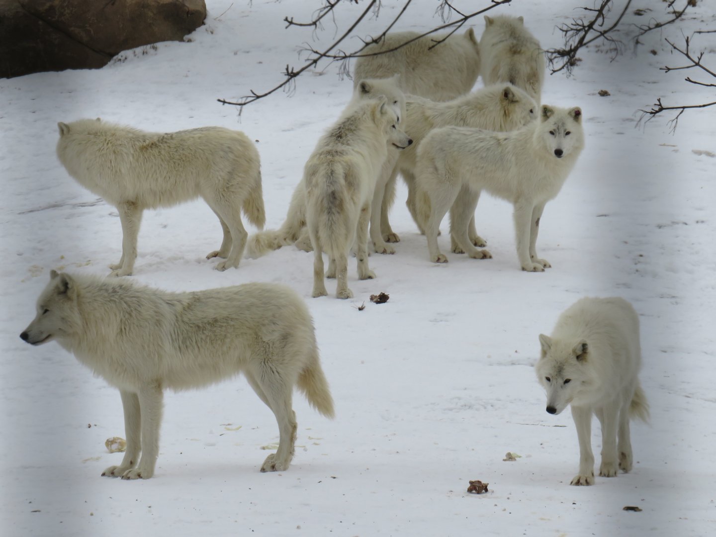 Arctic wolves