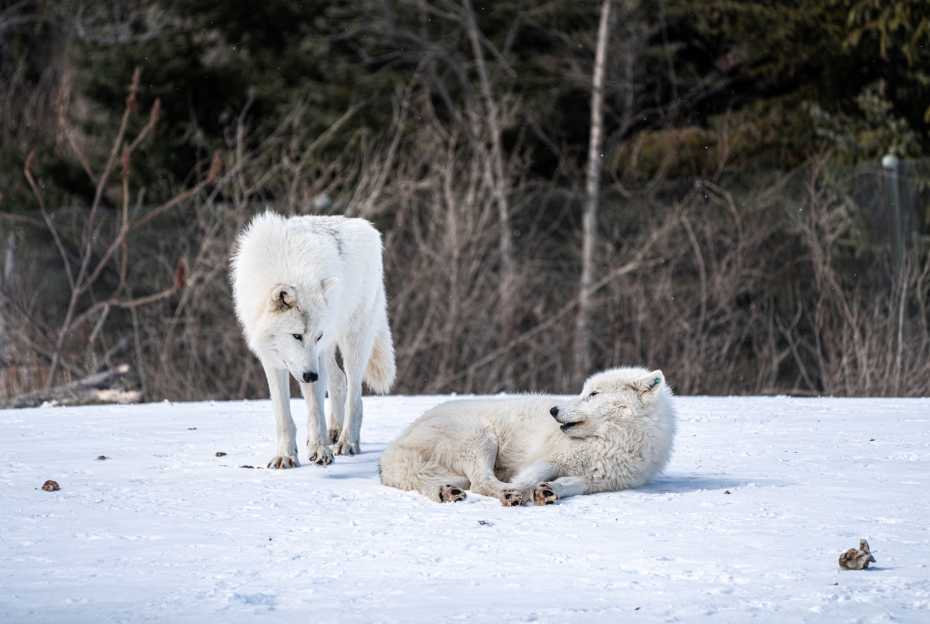 Arctic Wolves